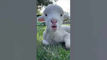 Nom Nom Funny Goat Sound 