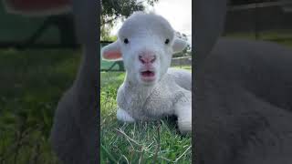  Nom Nom Funny Goat   sound