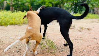 Smart Udy Puppy Eating Milk With Chickens Eating Rice || They’re get So delicious || Animals Daily