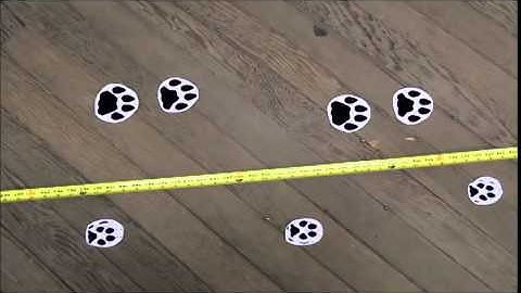 Learning Animal Track Patterns