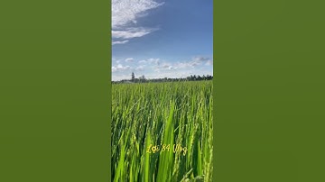 Có ai biết giống lúa gì😂🤣🤣 #loi84vlog #lua #agriculture #mientay