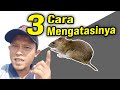 CARA MEMBASMI HAMA TIKUS SAWAH | Sudah TERBUKTI di Lahan PANDU FARM