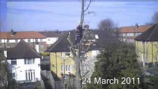 Tree pruning timelapse