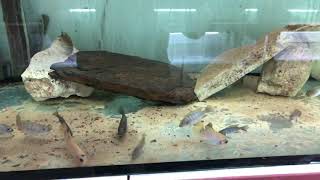 Metriaclima Pyrosonotos Nakatenga F1