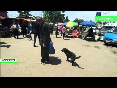 ძაღლები ქალაქში