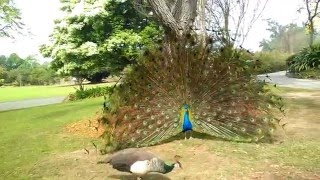 Peacock mating dance