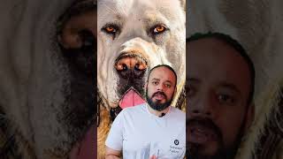 كلب الكانجال التركي | من السلالات التي تحب صاحبها وتبقى وفيه له حتى الموت.