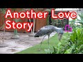 【Futaba, the Shoebill Stork】Memories of  Futaba part 5 &quot;Another love story&quot;