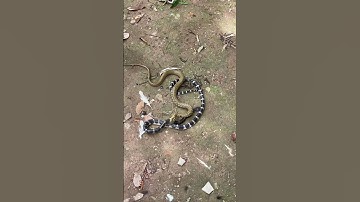 Con rắn độc với con rắn không độc đang cắn nhau #săn_bắt #bắt_rắn #đào_hang_bắt_rắn #bẫy_rắn #snake
