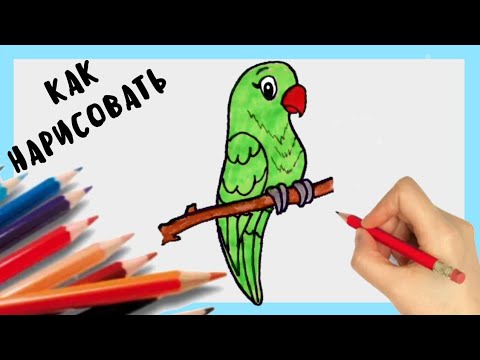 Как нарисовать Попугая, How to draw a Funny Parrot, просто рисуем, Урок рисования для детей.🐦😊