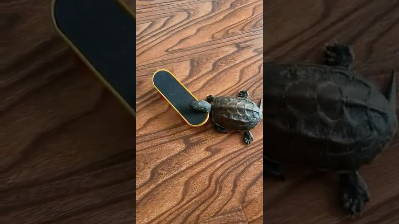 Как черепаха катается на скейтборде? 