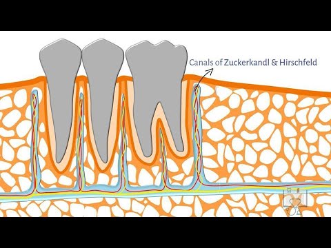 Video: Welk alveolair bot eigenlijk?