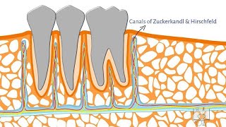 Alveolar Bone- Structure by Doctoropsy 24,996 views 1 year ago 6 minutes, 14 seconds