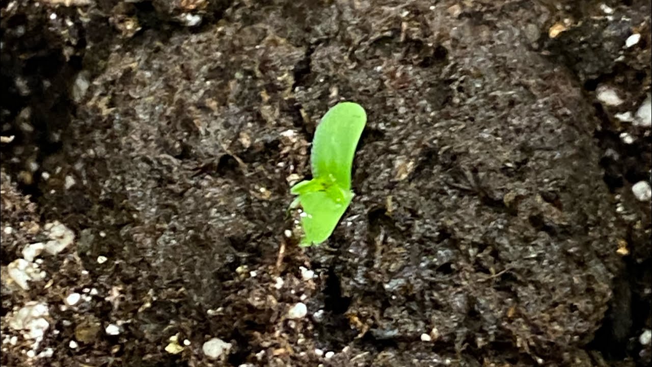 Extraction /how to make honey oil and shatter￼