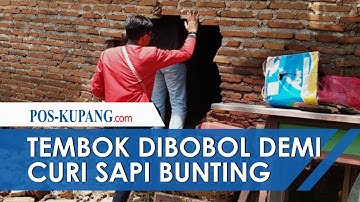 Tembok Dibobol Demi Curi Sapi Bunting