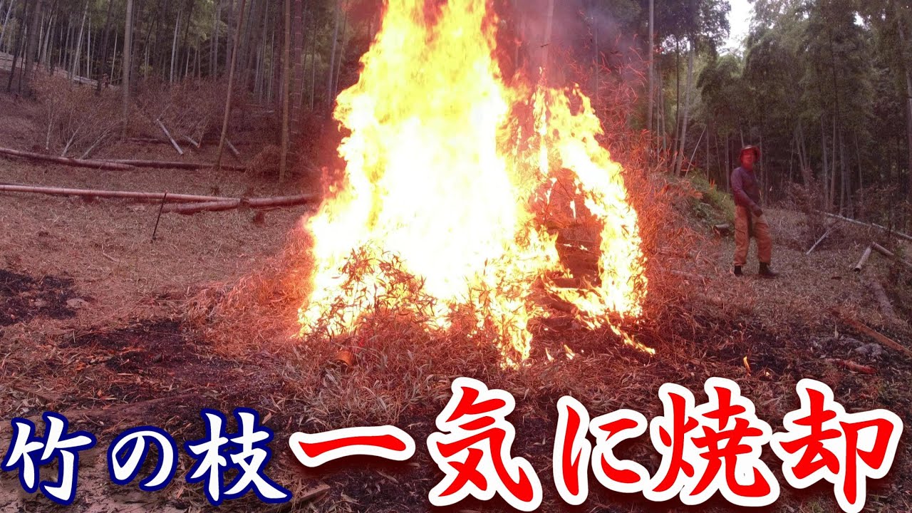 [Сжигание всех бамбуковых ветвей одновременно] (Уход за бамбуковым лесом и открытое сжигание)
