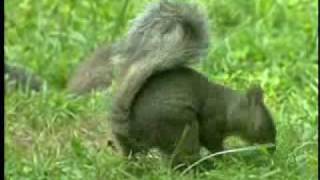 Squirrel Buster Plus Birdfeeder by BirdWatchers 1,756 views 14 years ago 2 minutes, 57 seconds