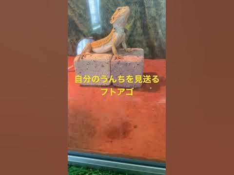 【爬虫類】自分のうんちを見送るフトアゴ #爬虫類 #エキゾチックアニマル #フトアゴヒゲトカゲ #beardeddragon #フトアゴ ... - Hq2