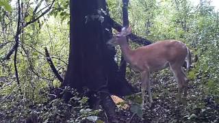 The Elusive And Magical Deer Fart