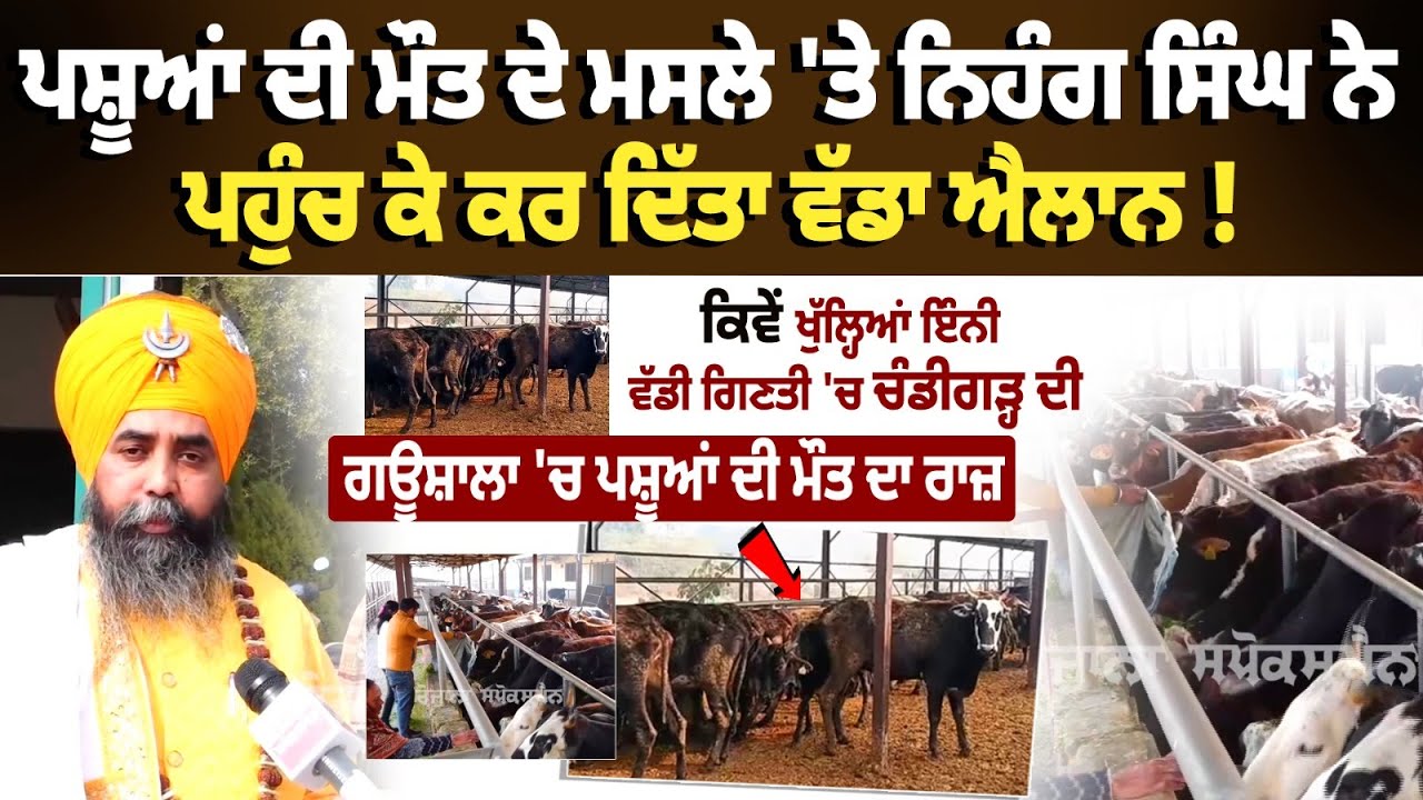 Nihang Singh Makes Big Announcement Over Animal Deaths | Mystery Behind Chandigarh Gaushala Deaths