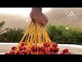 Сбор урожая фиников на курорте Six Senses Zighy Bay, Оман/ОАЭ