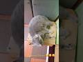 Кицюня #cat #cats #кот #котики #коти