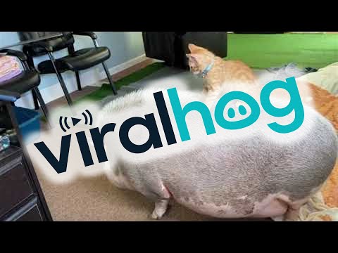 Kitten Riding A Pig || ViralHog