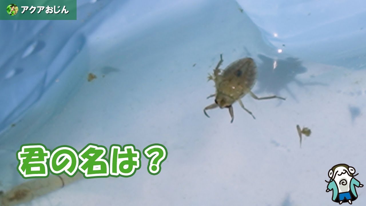 ガサガサこの水生昆虫は？ | アクアおじんブログ