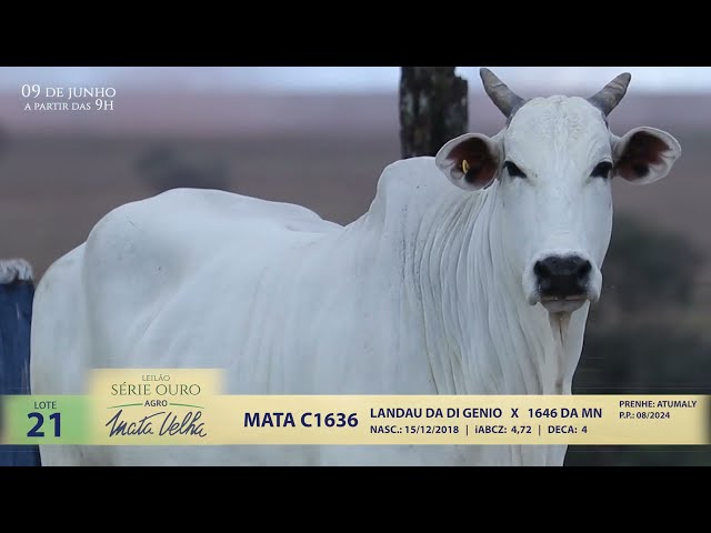 LOTE 21   MATA C1636