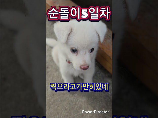 순돌이네집 # 강아지 #웃음 #새식구 #재롱 #행복 #현철