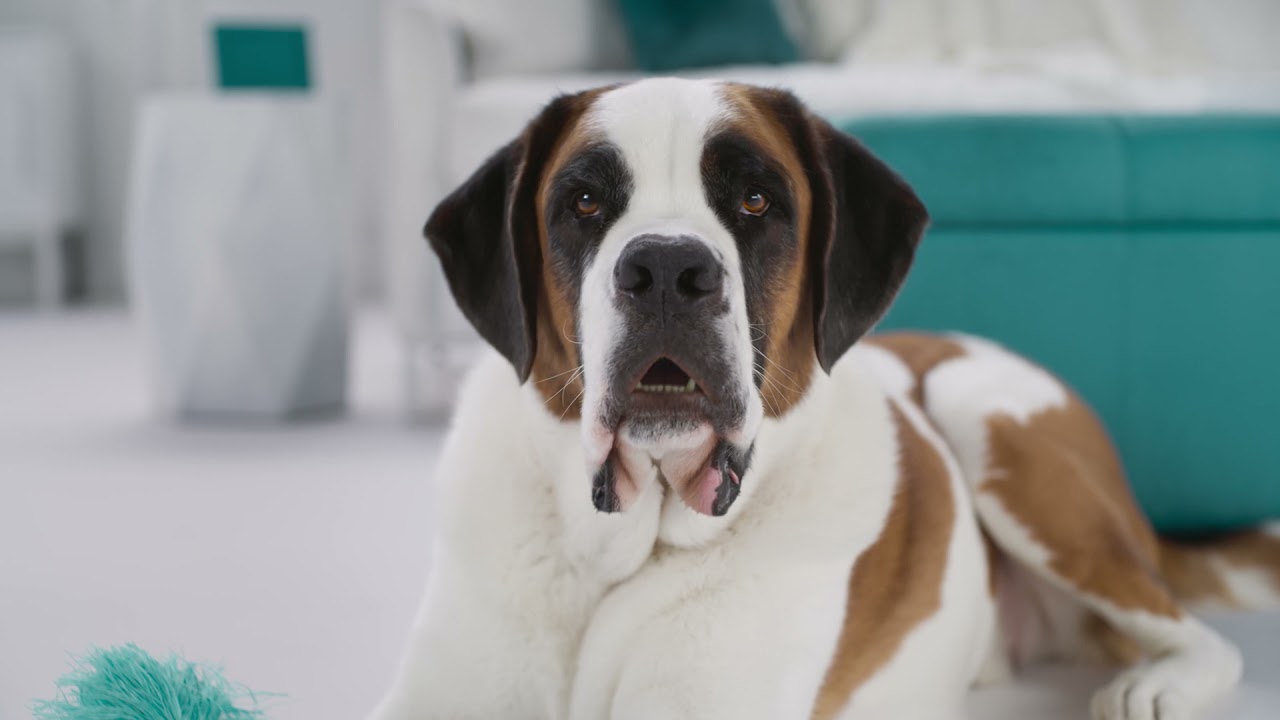 Claws + Paws Flooring Sale