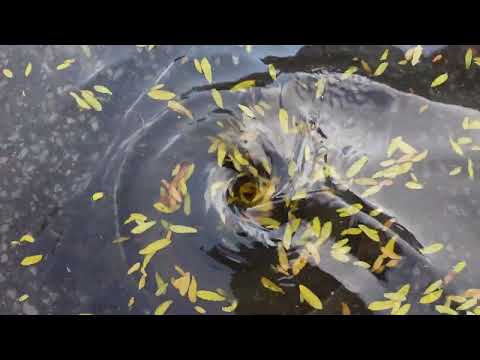 Whirlpool with leaves.