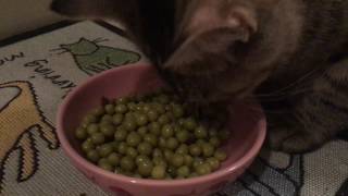 My Cats Eating Green Peas