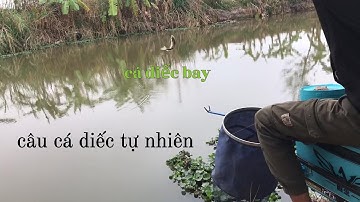 câu cá diếc giật cháy lông nách