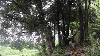 私道のが実に生えている大木の枝を切り落として明るく手入れする山開拓