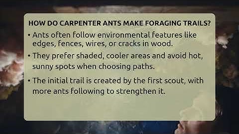 How Do Carpenter Ants Make Foraging Trails? - Insects and Invaders