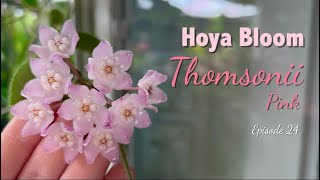 🌸 Hoya Thomsonii (pink) | Care Tip | HOYA BLOOM | Peduncle growth | Shape | Flower duration | Scent