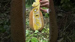Split Jack Fruit From Indonesia #jackfruit