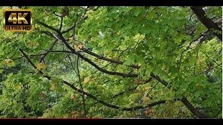 Early Fall This Year?