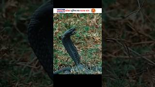 Why The Spitting Cobra Tops The List Of The Worlds Most Dangerous Snakes