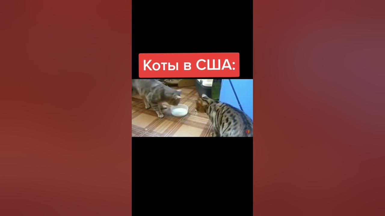 коты мем #кот #котмем #мемныйкот #котик - YouTube