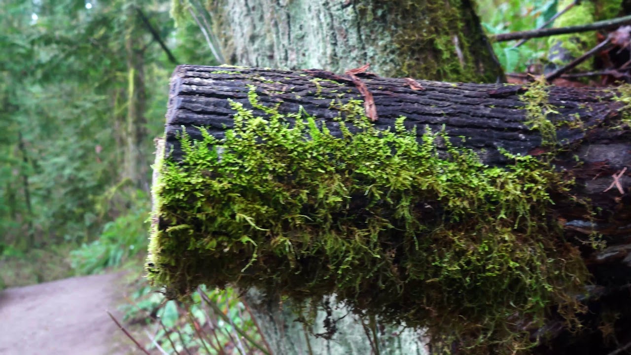 The haunted forest of Oregon (4K)