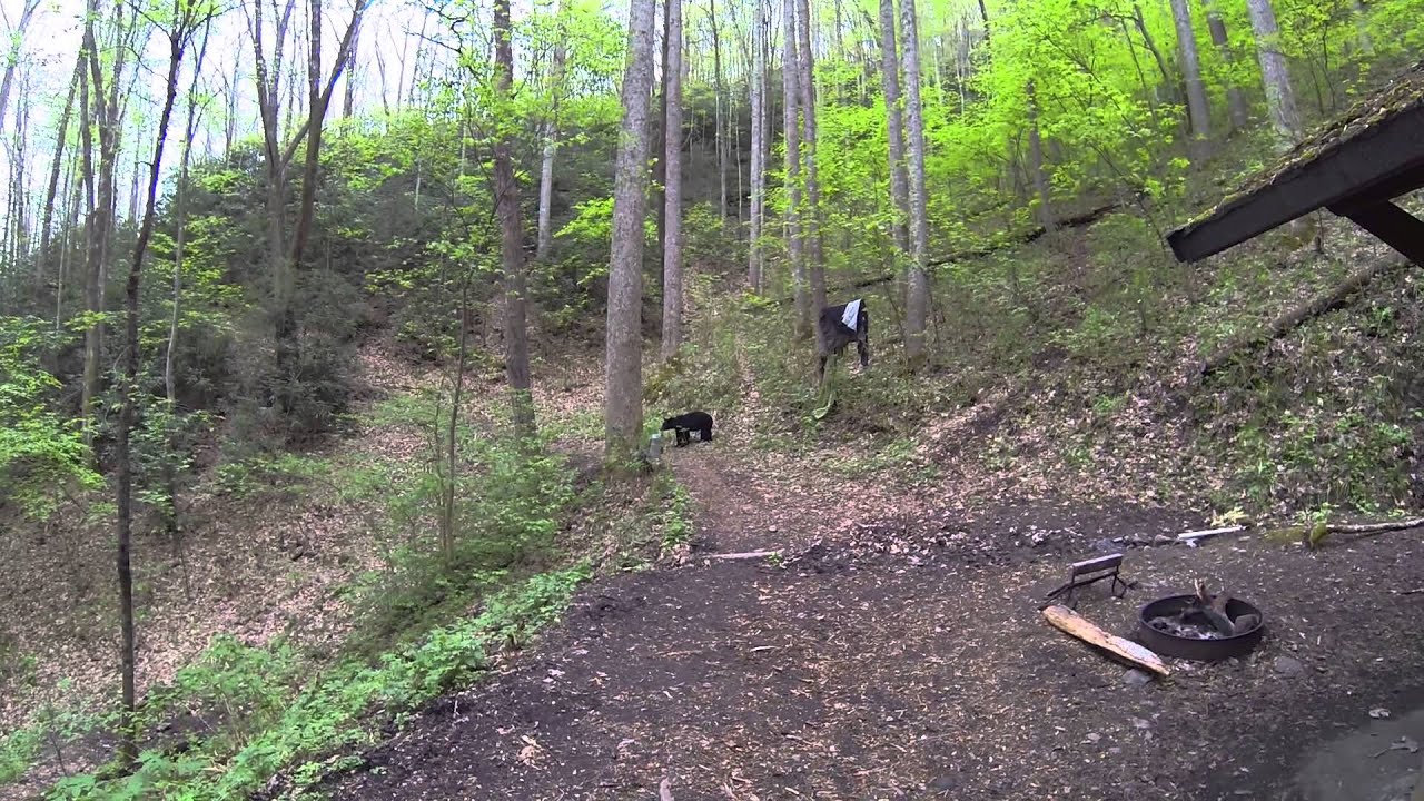 BLACK BEAR TRYING TO STEAL OUR TENT! YouTube