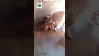 GIÁ HEO HƠI 12/07/2026 #giaheohoi #dichbenh #pig #news #new #tintuc #cooking #channuoi #food #heohoi