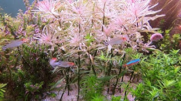 SÓC ĐẦU ĐỎ LOÀI CÁ BƠI ĐÀN CỰC TỐT TRONG HỒ THỦY SINH