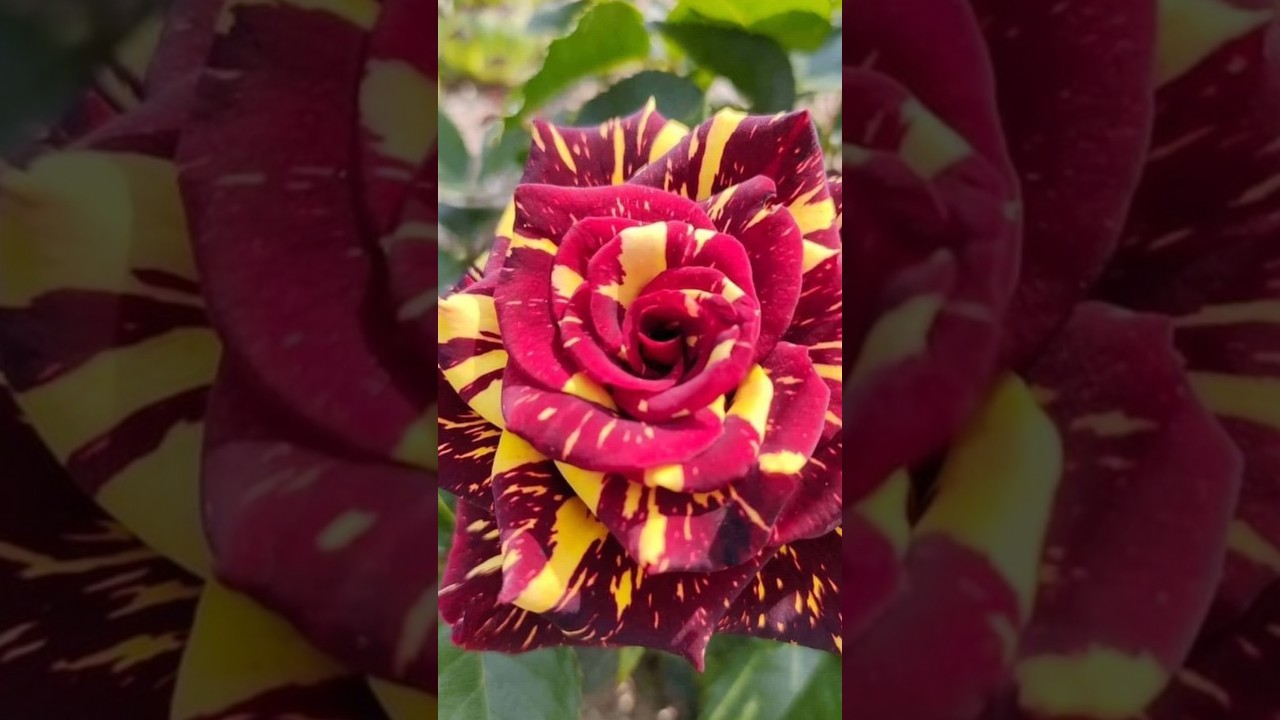 Tiger striped rose is a unique rose species.. - YouTube