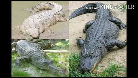 Class III Ch 7 explanatory video feeding in animals by Aarushi Jain