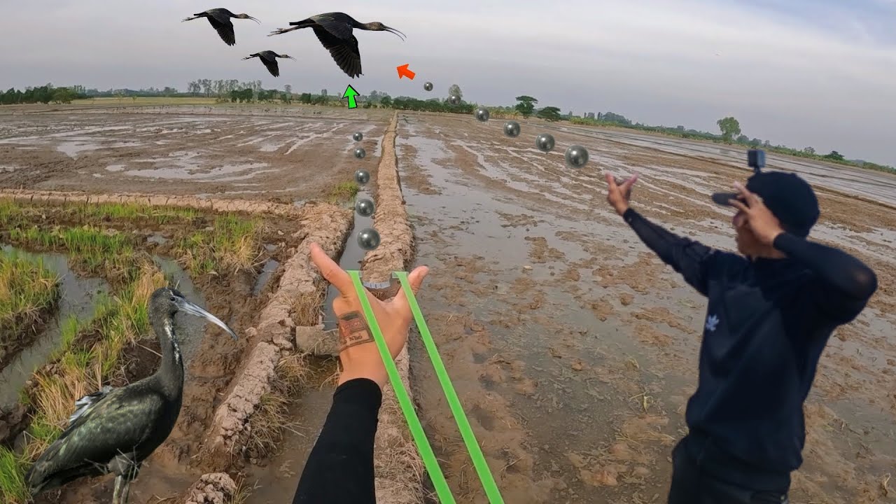 Tuấn Nhỏ || Đi Săn Gặp Ngay Bày Cò Đen Khủng Đi Ăn Và Cái Kết.....