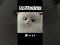 透明ぽもちな日 #shorts #猫アニメ #猫