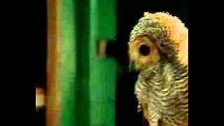 Burung Hantu - Lagu Anak-Anak Indonesia - SD 3 Megawon.flv